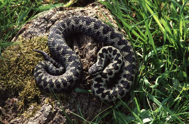 363 Hance Roger - Male Adder (1).jpg